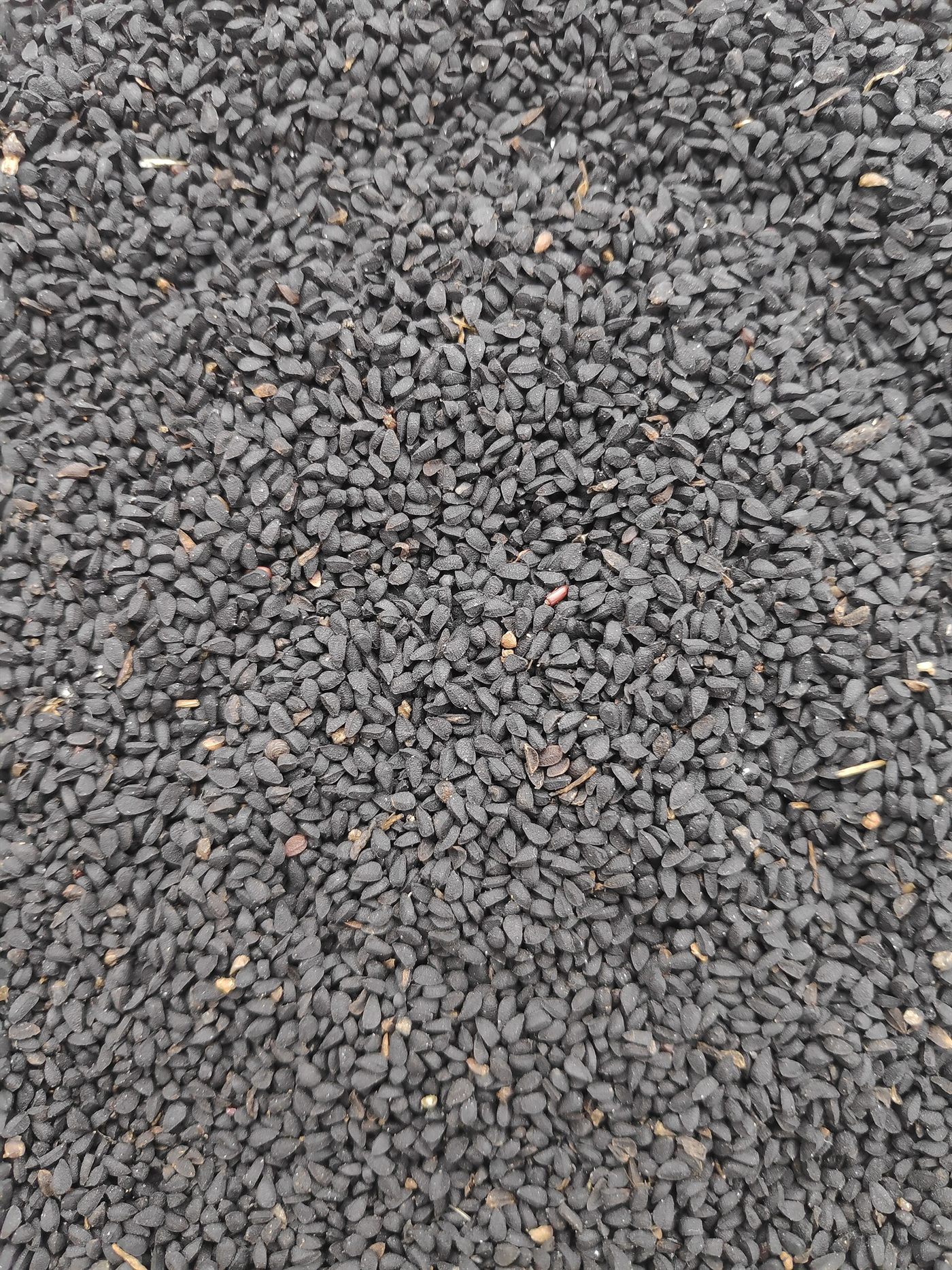 Black seed oil